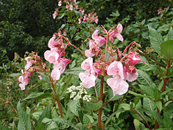 Springkraut